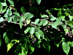 Amelanchier laevis