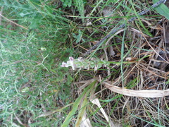 Anacamptis coriophora fragrans