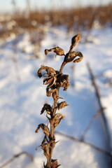 Orobanche cumana