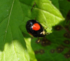 Harmonia axyridis