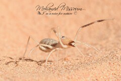 Solifugae