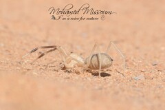 Solifugae