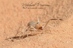 Solifugae