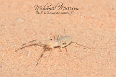 Solifugae