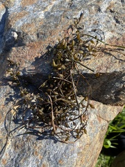 Sargassum horneri