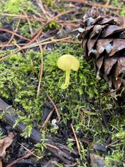 Chrysomphalina grossula