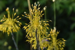 Allium flavum