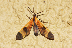 Dycladia correbioides