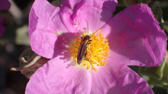 Oedemera simplex
