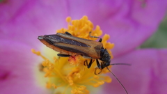 Oedemera simplex
