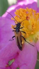 Oedemera simplex