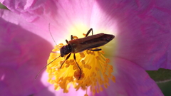 Oedemera simplex