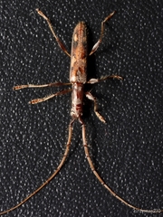 Neocompsa textilis