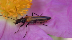 Oedemera simplex