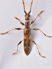 Neocompsa textilis
