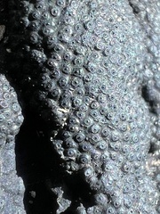 Annulohypoxylon annulatum