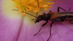 Oedemera simplex
