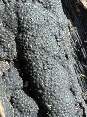Annulohypoxylon annulatum