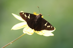 Apyrrothrix araxes