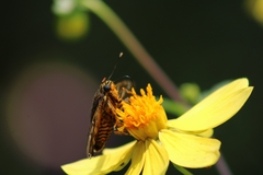 Apyrrothrix araxes