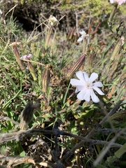 Silene undulata