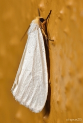 Chrysoecia thoracica