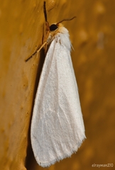 Chrysoecia thoracica