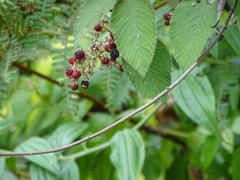 Rubus urticifolius