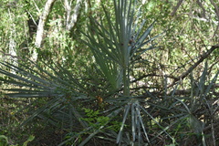 Trithrinax campestris