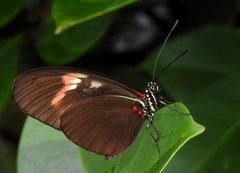 Heliconius melpomene