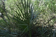 Trithrinax campestris