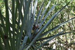 Trithrinax campestris