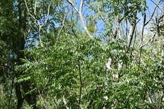 Trithrinax campestris