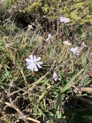 Silene undulata