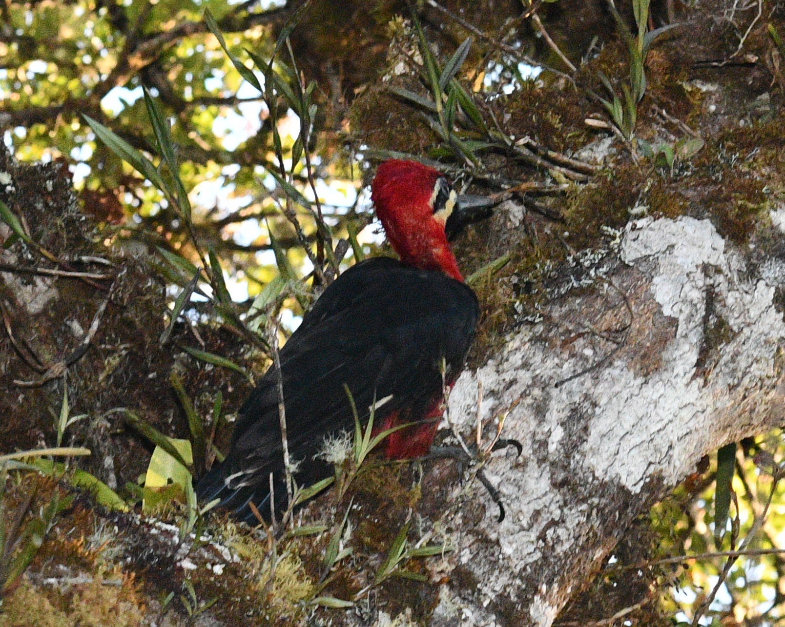 Crimson-bellied Woodpecker (Campephilus haematogaster), photo 6