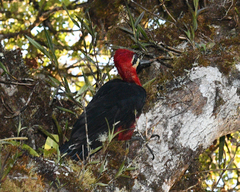 Campephilus haematogaster