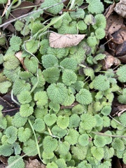 Lamium purpureum