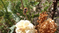 Rhodanthidium sticticum