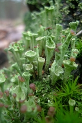 Cladonia fimbriata