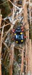 Eumorphus quadriguttatus pulchripes