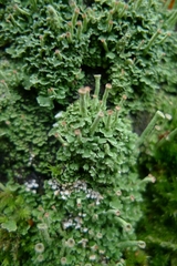 Cladonia fimbriata