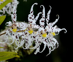 Oncidium cirrhosum