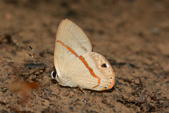 Euselasia cyanofusa