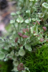 Cladonia fimbriata