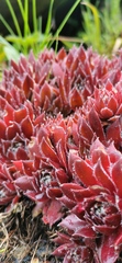 Sempervivum