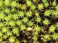 Polytrichum swartzii