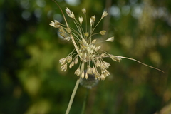 Allium rhodopeum