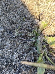 Brachymyrmex patagonicus