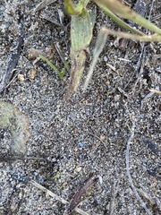 Brachymyrmex patagonicus