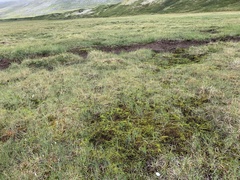 Polytrichum swartzii